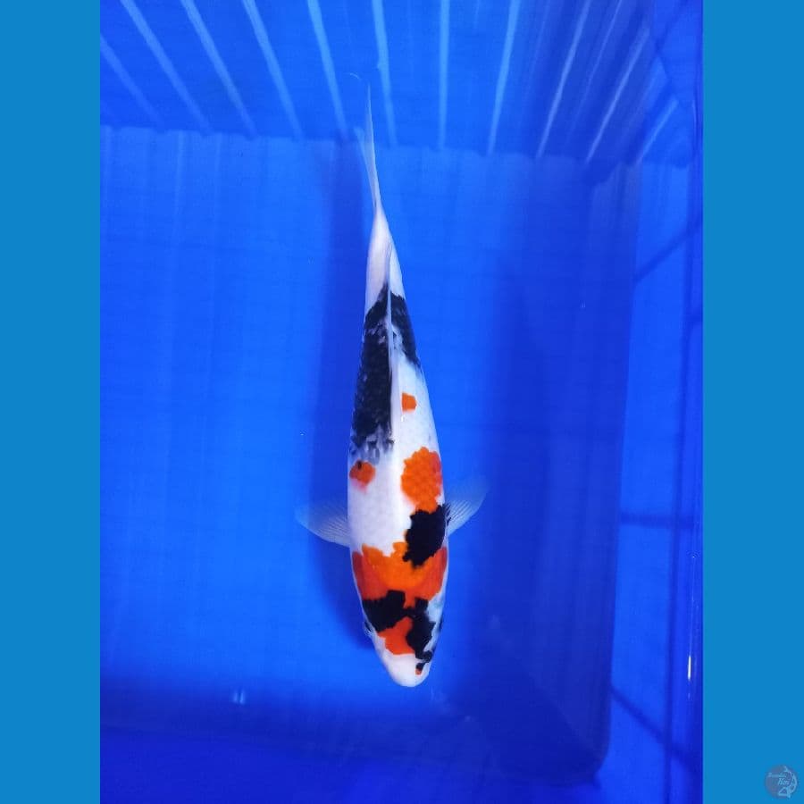 showa 32 cm 
