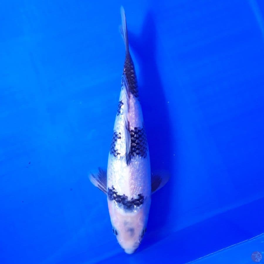 Shiro Ginrin 27cm