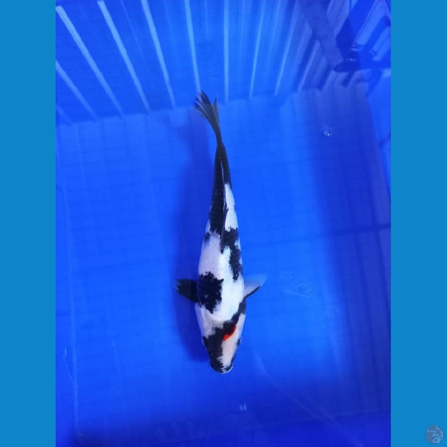 showa 30 cm 