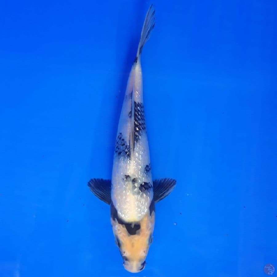 Shiro Ginrin 21cm