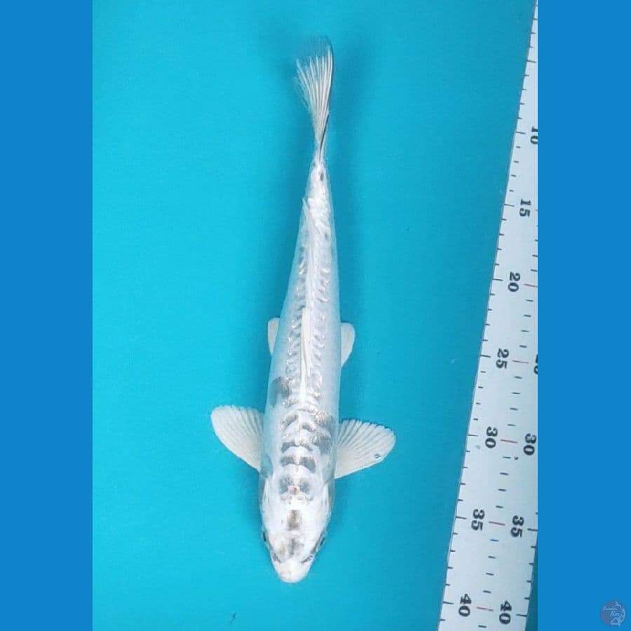 kiko salju 32cm male