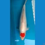 Tancho Jumbo Doitsu 60cm Male