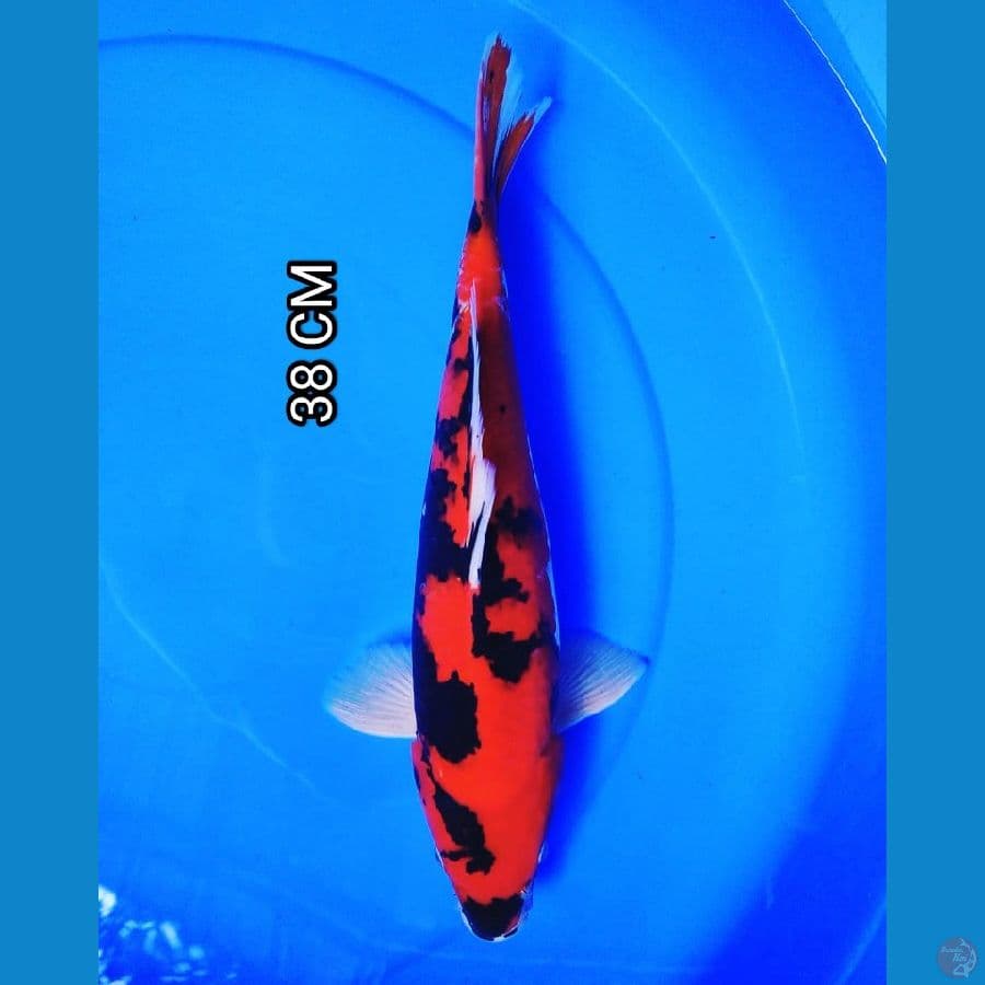 red strong hishowa 38cm