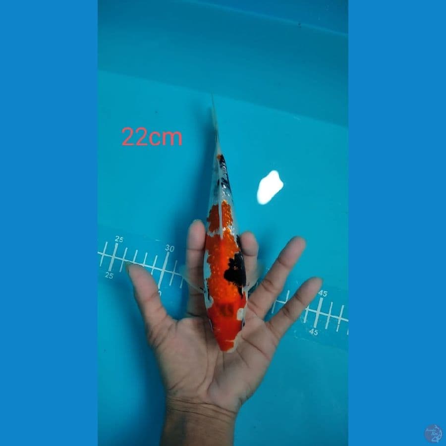 showa kingirin 22cm female