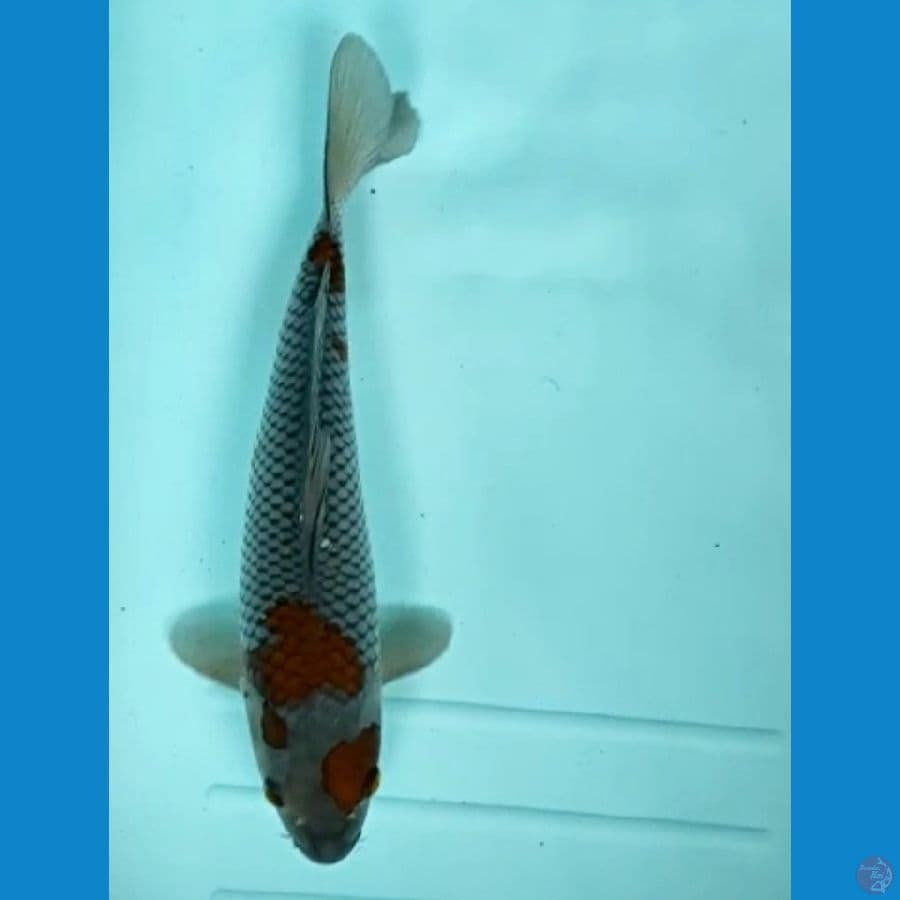 ochiba 29cm