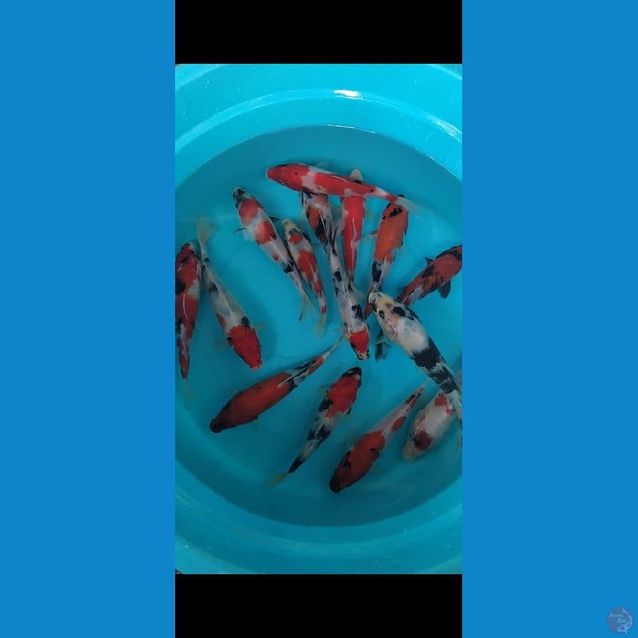 showa shiro 15-21cm 15 ekor
