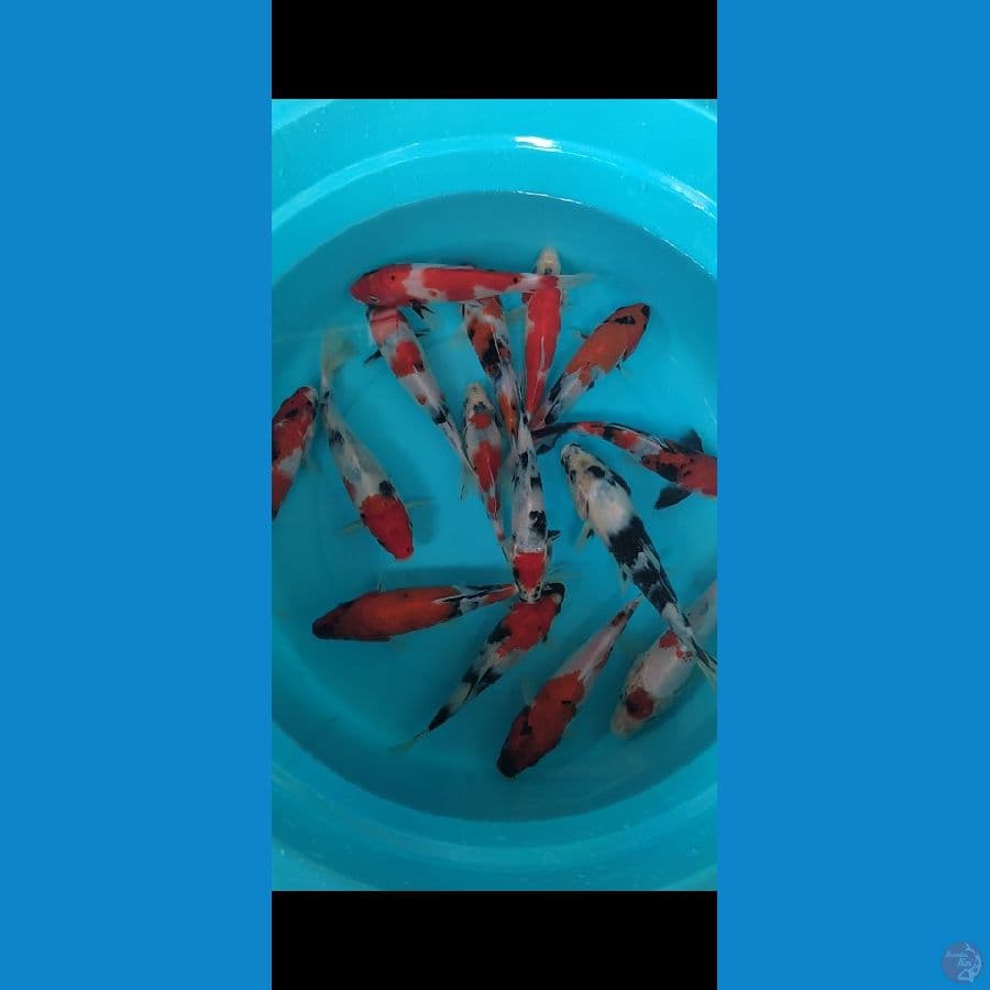 showa shiro 15-21cm 15 ekor