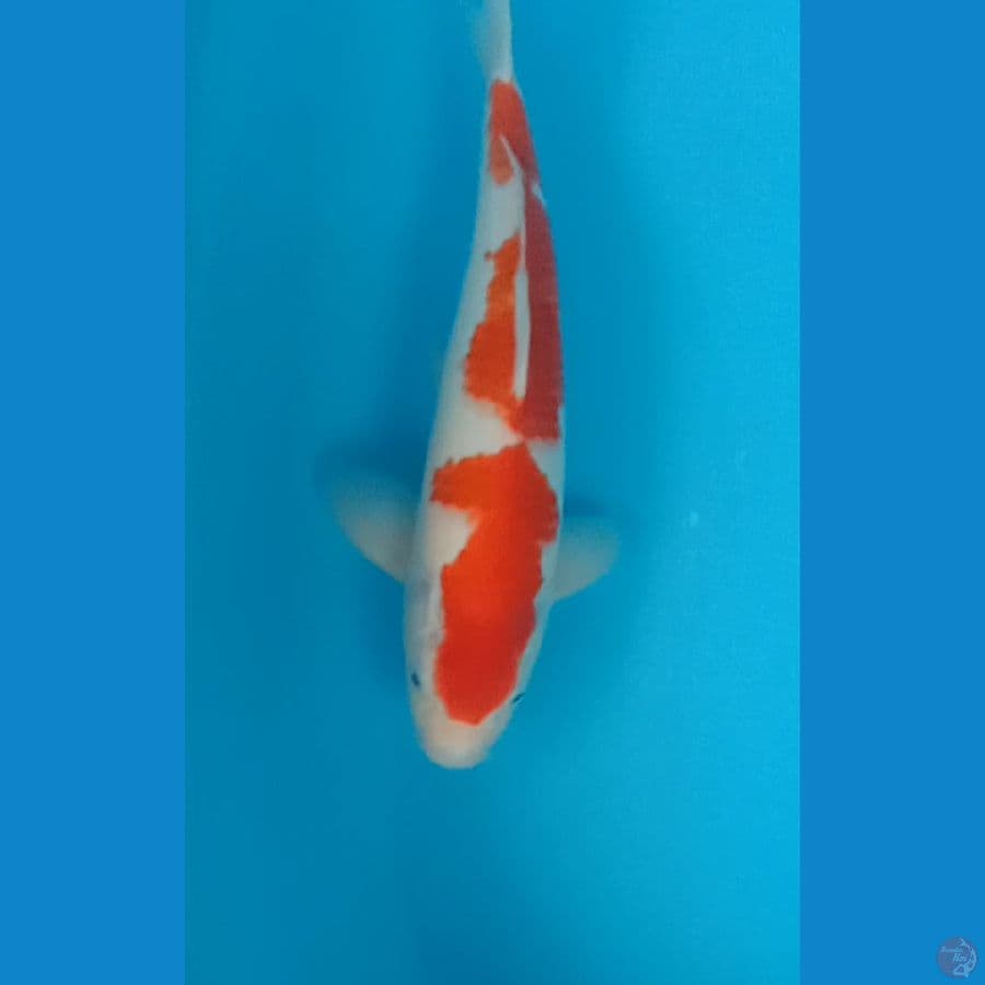 kohaku 35 cm
