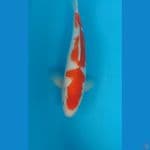 kohaku 35 cm