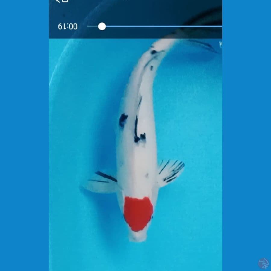 tanco sangke 38 cm