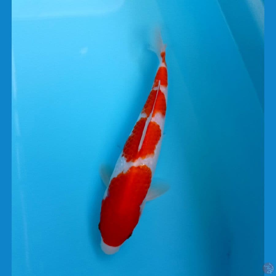 kohaku 25cm