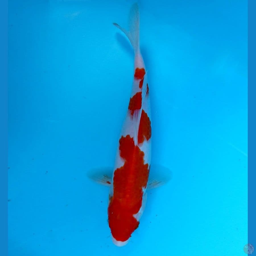 inazuma 24cm