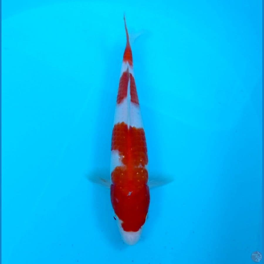 kohaku 24 cm