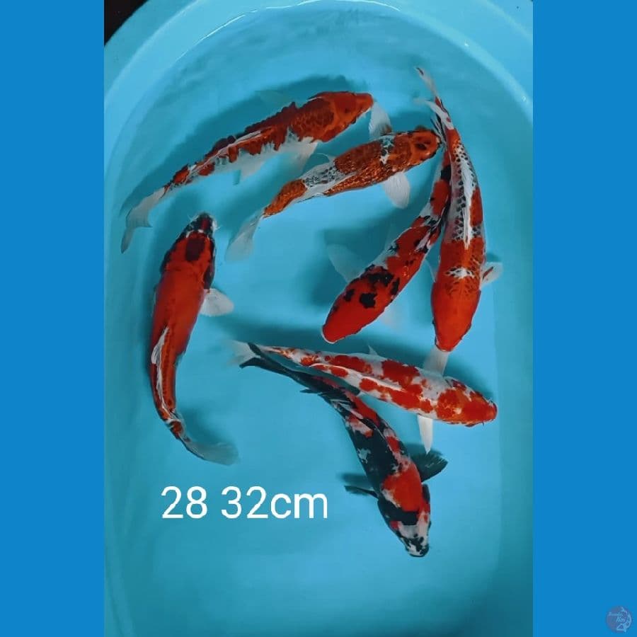 mix jos 7 ekor 28 32cm