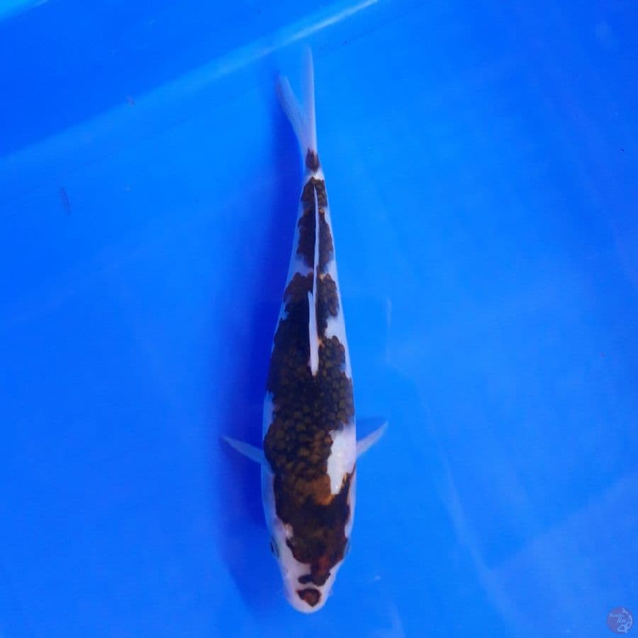 Budo Goromo Ori 19cm
