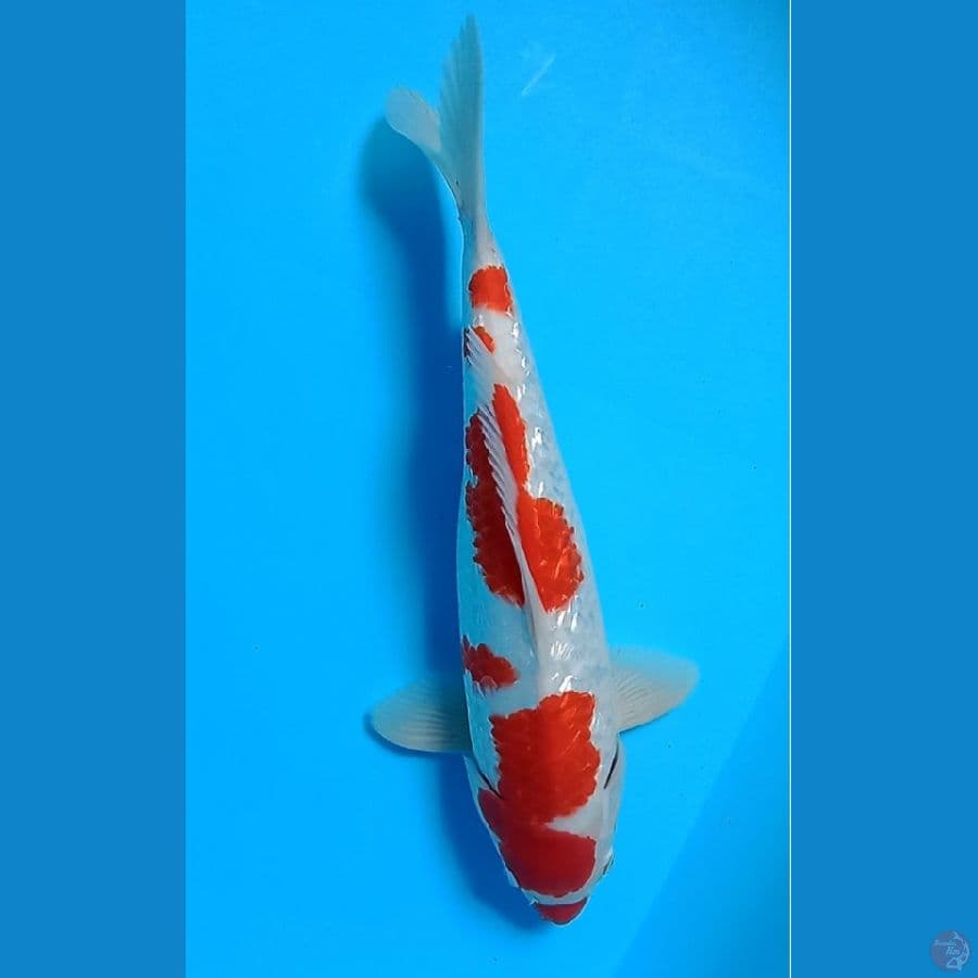 Kohaku Ginrin
