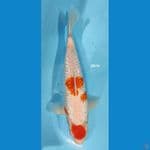 Kohaku Ginrin ~ 29cm