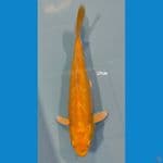 Ogon ~ 27cm