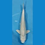 Platinum ~ 37cm
