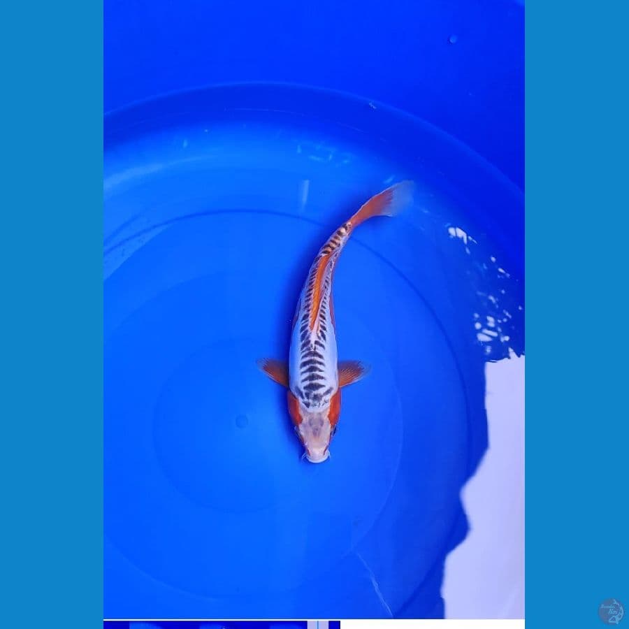 Hana shusui 29 cm