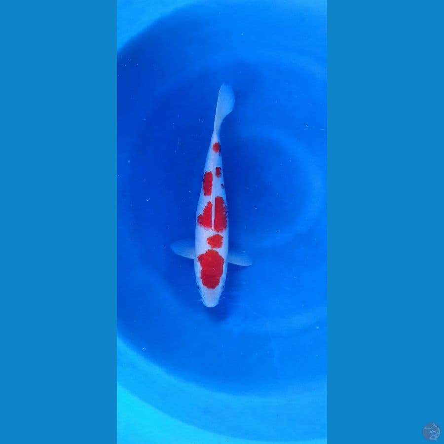 Kohaku jantan ori 30