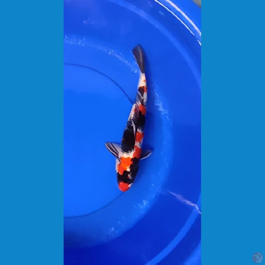 showa 37cm jantan