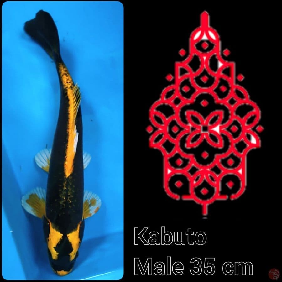 Kabuto Jantan 35 cm