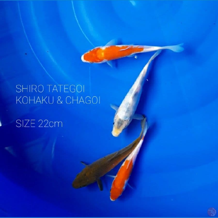 4 FISH SHIRO TATEGOI, KOHAKU, CHAGOI