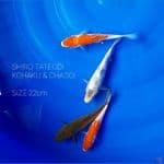 4 FISH SHIRO TATEGOI, KOHAKU, CHAGOI