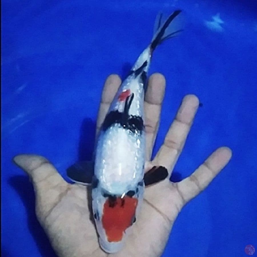 -NNJJ- maruten Showa ginrin fm/25cm