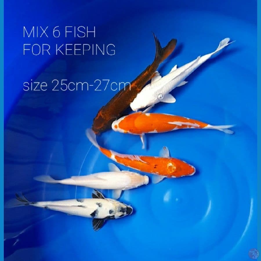 MIX 6 FISH, KEEP FOR HQ