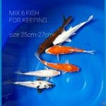 MIX 6 FISH, KEEP FOR HQ