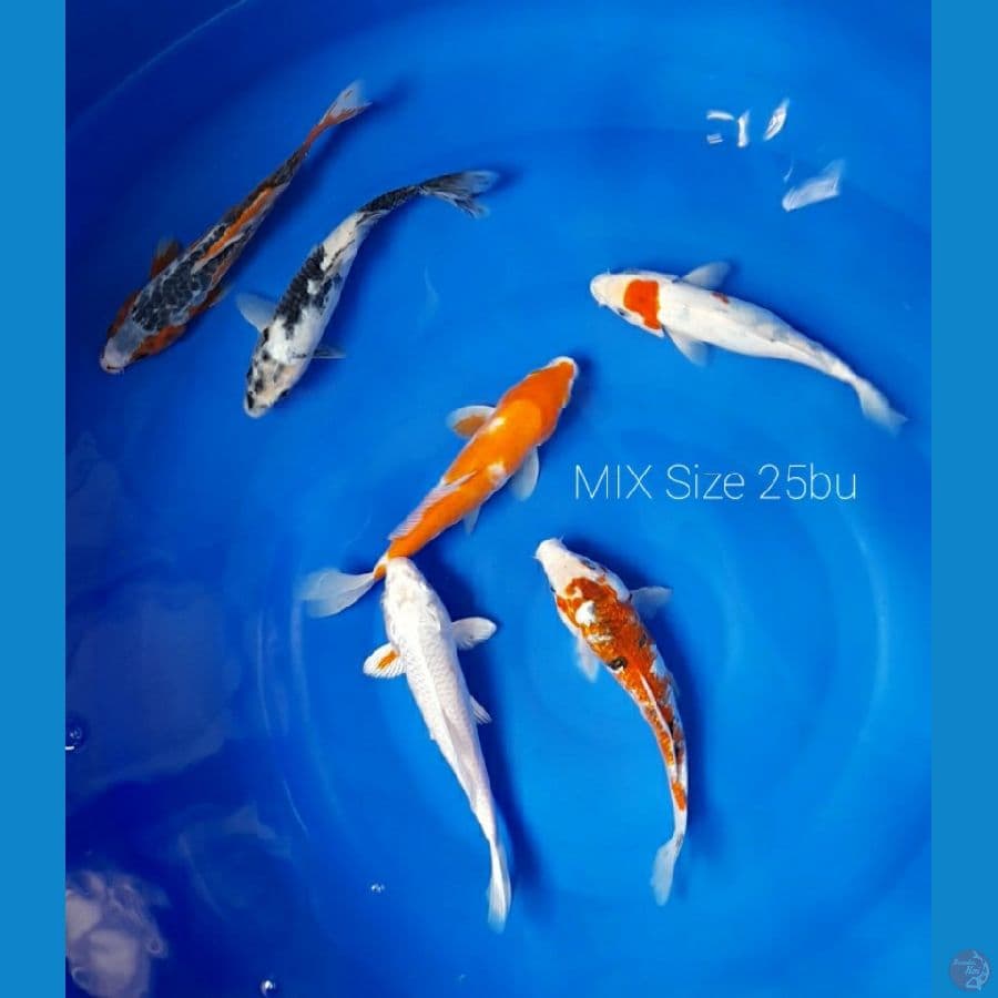 MIX 25bu