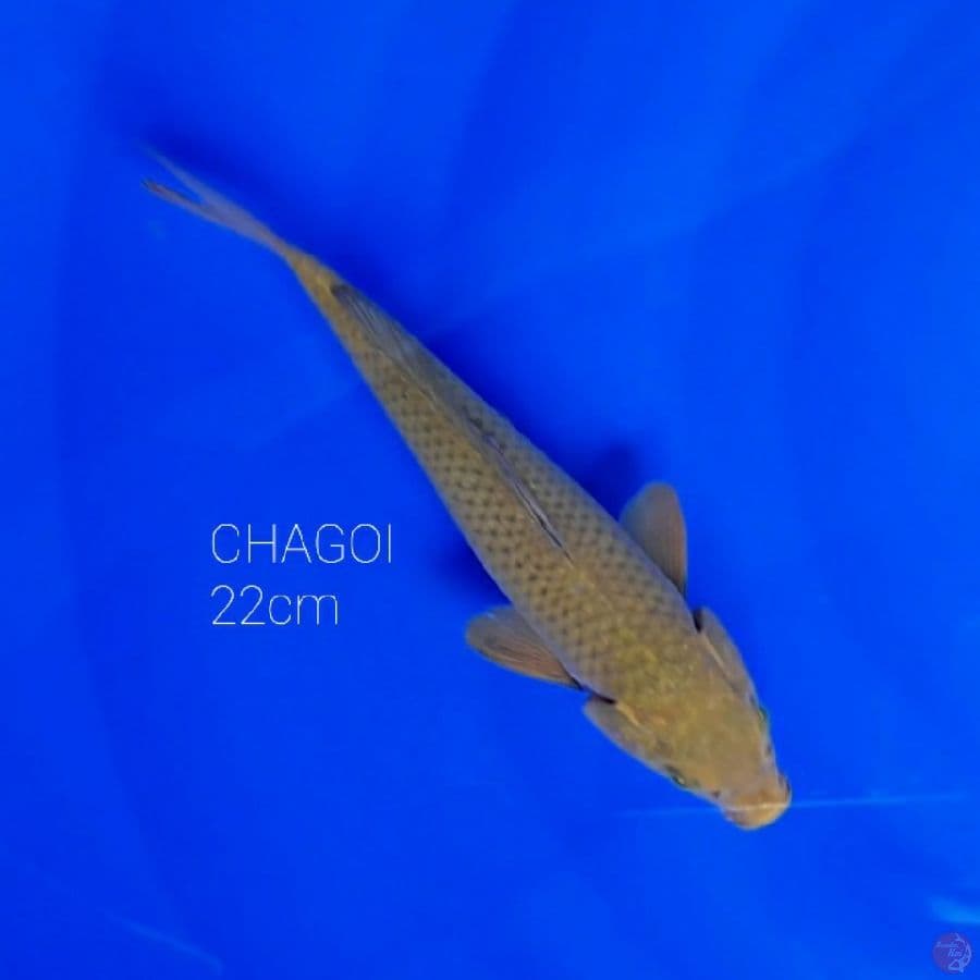 CHAGOI 22cm