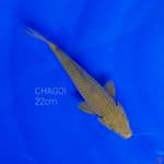 CHAGOI 22cm