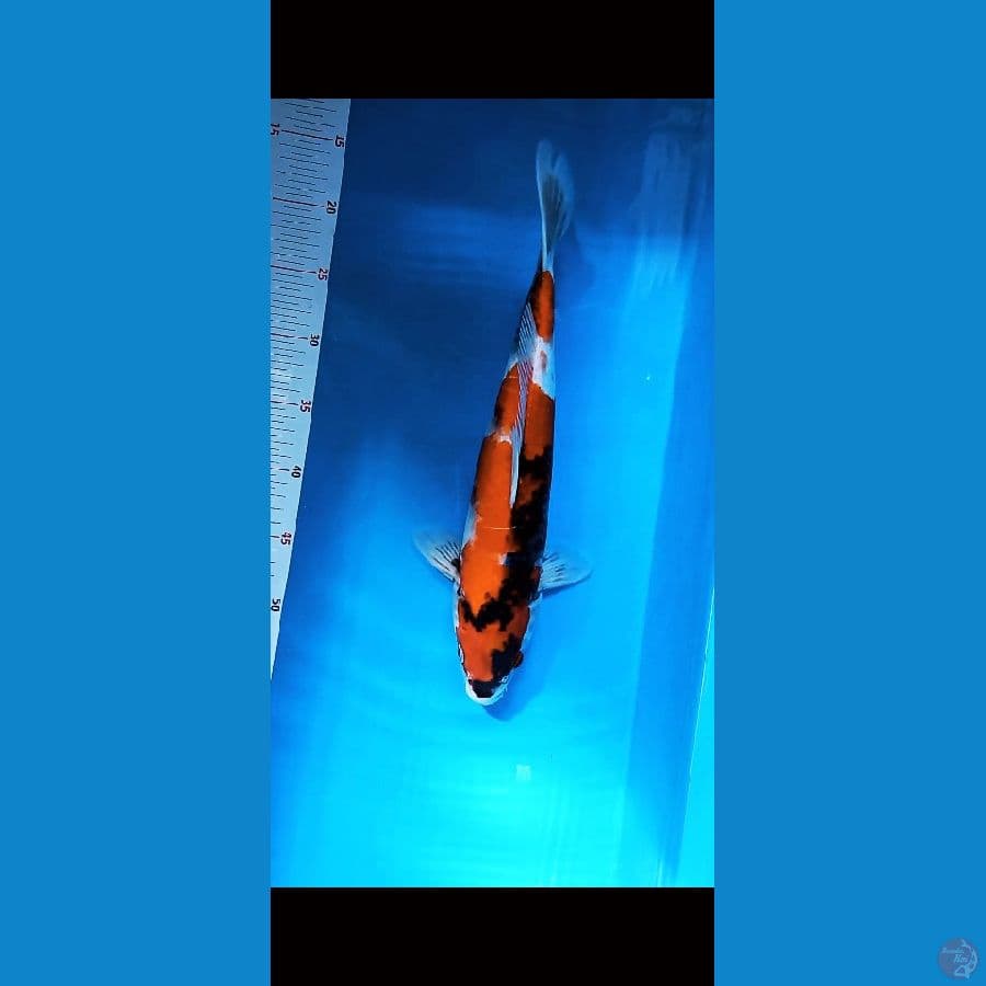 showa 38cm jantan