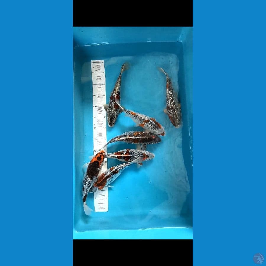 Antikan 7 ekor 26_29cm