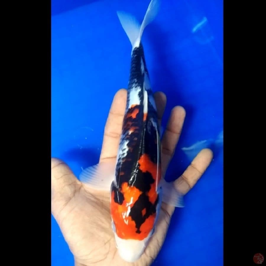 -RSJ- KINDAI SHOWA ml/28cm