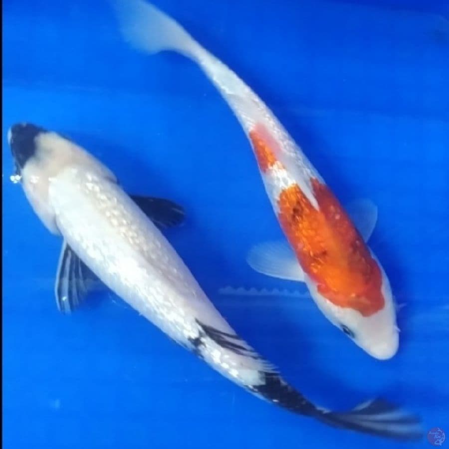-RSJ 13- SHOWA SHIRO 25,27CM