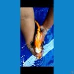 utsuri tembus perut original 
