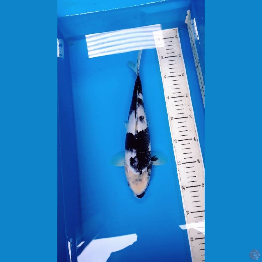 Shiro utsuri 30 cm