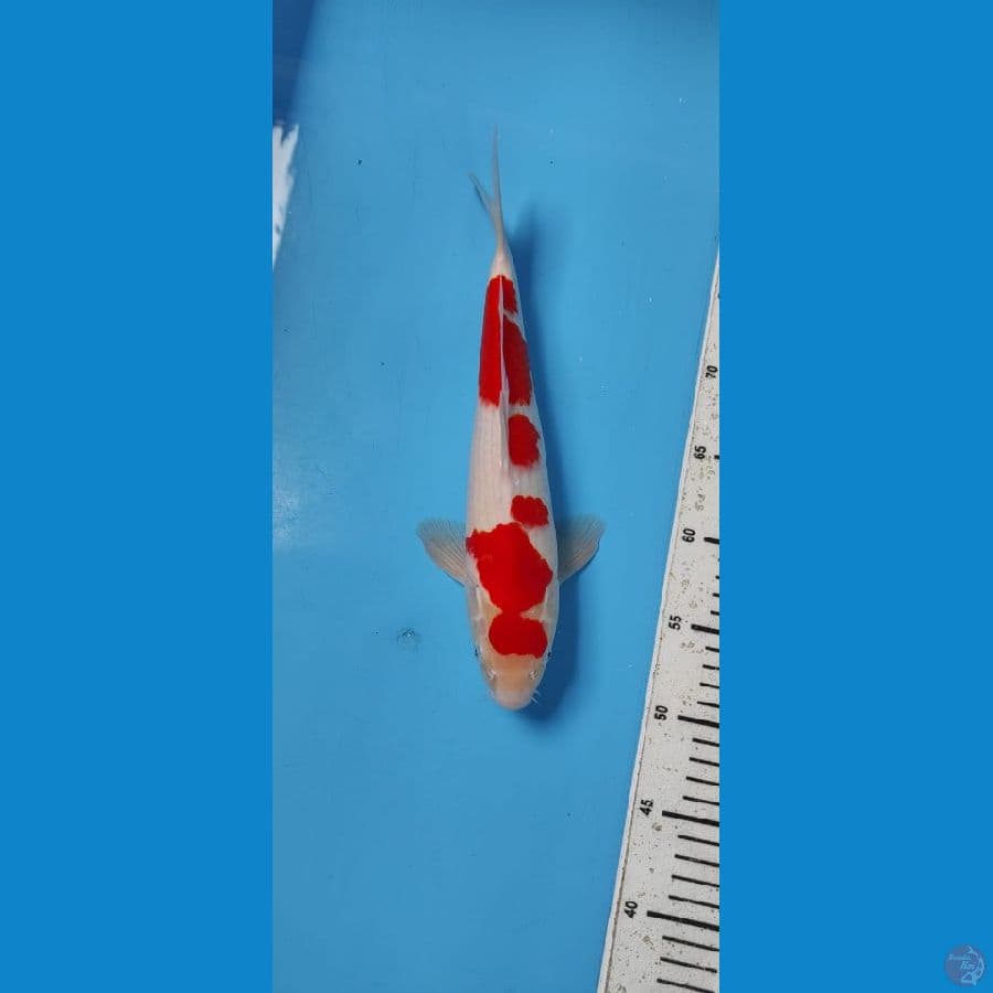 Kohaku