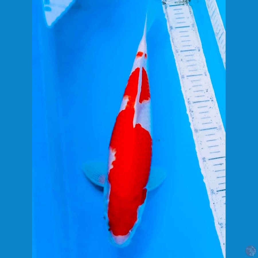 KOHAKU INANZUMA