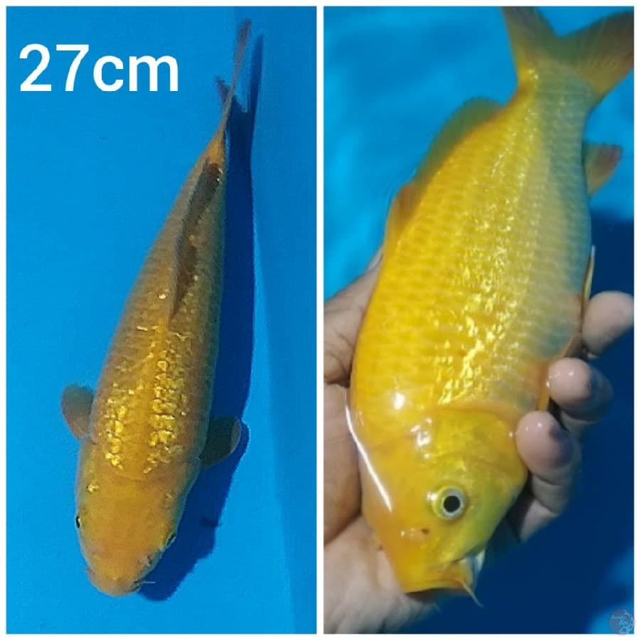 -NNJJ- KARASHI GINRIN M/27CM