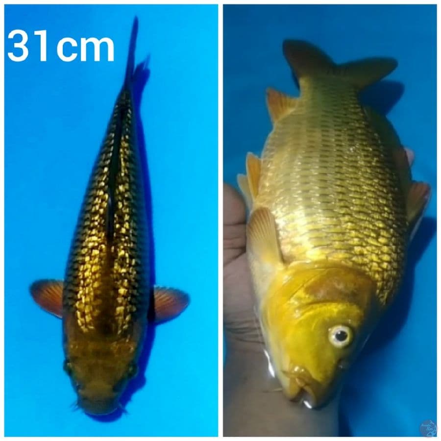 -NNJJ- CHAGOI TEMBAGA GINRIN M/31CM