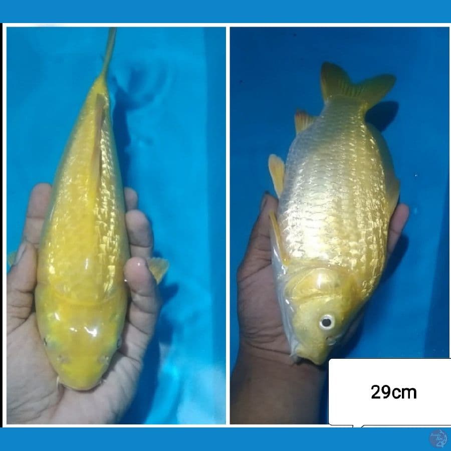 -NNJJ- KARASHI GINRIN M/29CM