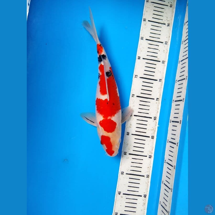 sanke female 34cm HQ 
