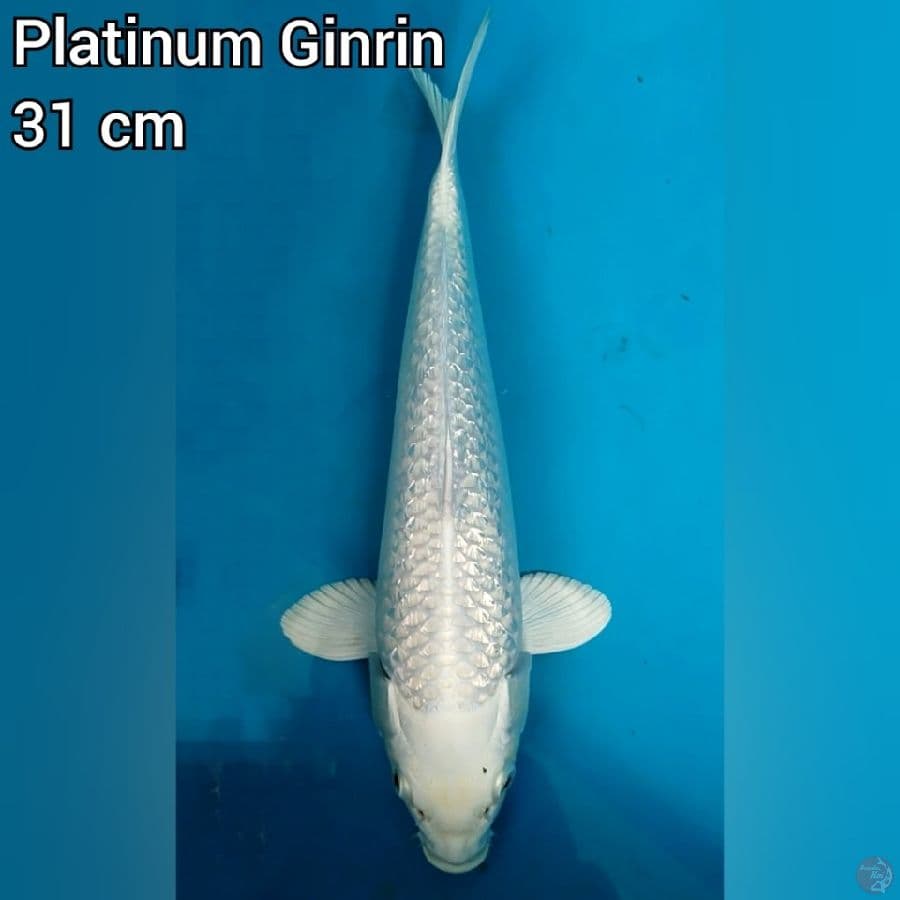 Platinum Ginrin 31 cm????