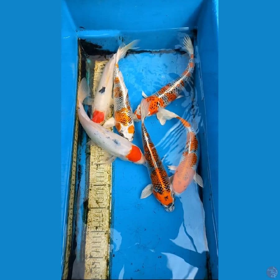 Paket 6 ekor 25-29cm