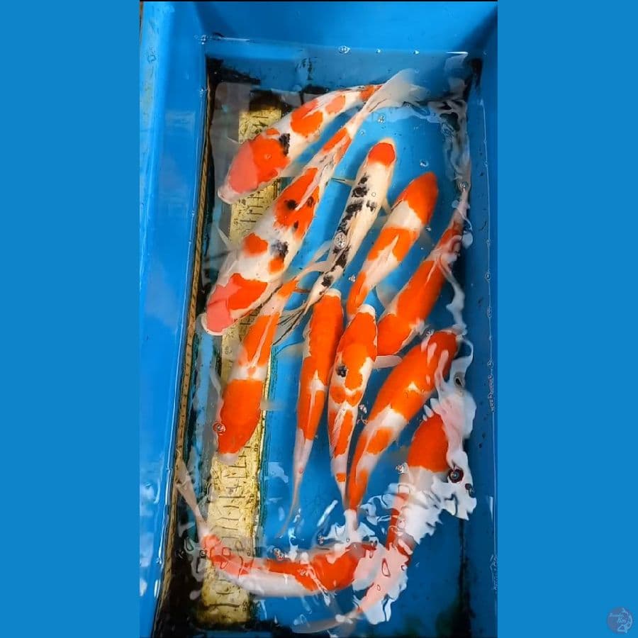Paket 11ekor 24-36cm